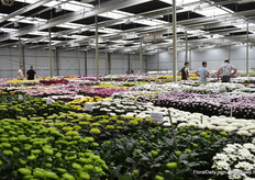 Een zee van kleuren bij Deliflor.